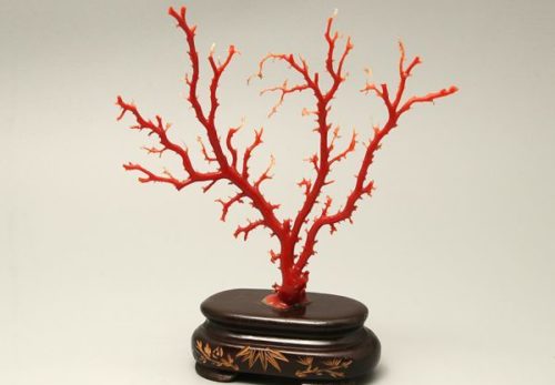 珊瑚 原木 置物