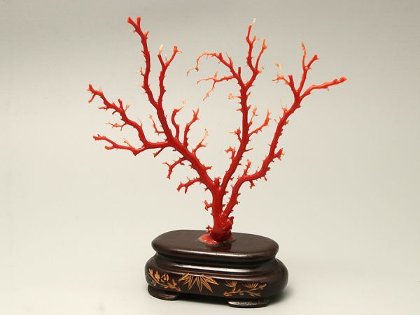 珊瑚 原木 置物