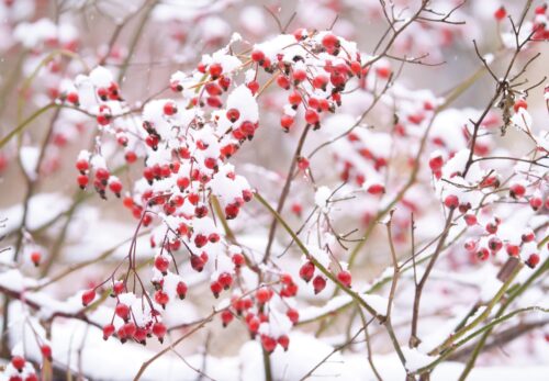 冬季休業のお知らせ